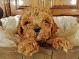 Goldendoodle Puppy for sale in Salina, UT, USA