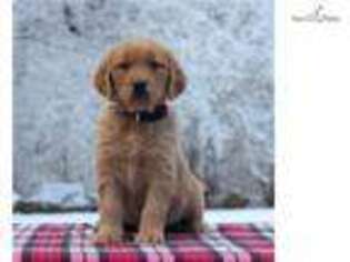 Golden Retriever Puppy for sale in Harrisburg, PA, USA