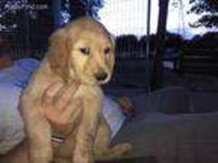 Golden Retriever Puppy for sale in Clyde, TX, USA