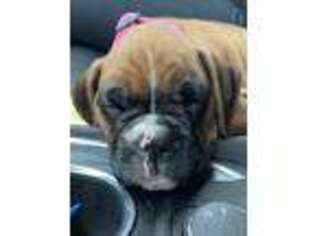 Boxer Puppy for sale in Calhoun, GA, USA
