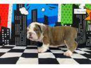 Bulldog Puppy for sale in Fort Lauderdale, FL, USA