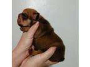 Bulldog Puppy for sale in New Cuyama, CA, USA