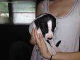 Great Dane Puppy for sale in Saint Joseph, MO, USA