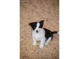 Pembroke Welsh Corgi Puppy for sale in Denver, CO, USA