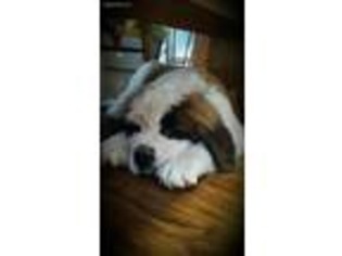 Saint Bernard Puppy for sale in Fort Recovery, OH, USA