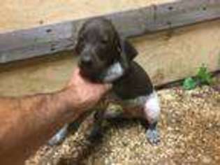 German Shorthaired Pointer Puppy for sale in Forsyth, GA, USA