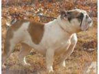 Bulldog Puppy for sale in PHILADELPHIA, PA, USA