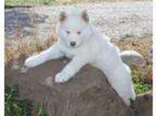 Siberian Husky Puppy for sale in Carlsbad, NM, USA