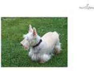 Scottish Terrier Puppy for sale in Toledo, OH, USA