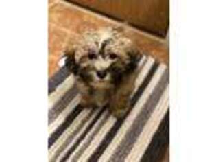 Mutt Puppy for sale in Palatine, IL, USA