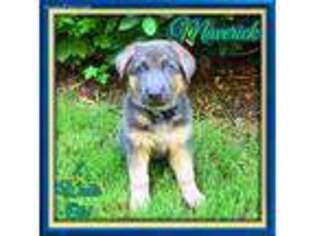 German Shepherd Dog Puppy for sale in Gastonia, NC, USA