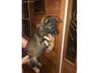 German Shepherd Dog Puppy for sale in Spencer, WV, USA