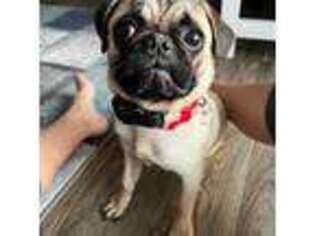 Pug Puppy for sale in Fort Myers, FL, USA