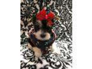 Yorkshire Terrier Puppy for sale in Lubbock, TX, USA