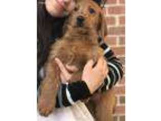 Labradoodle Puppy for sale in Prosper, TX, USA