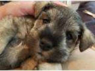 Mutt Puppy for sale in Moyock, NC, USA