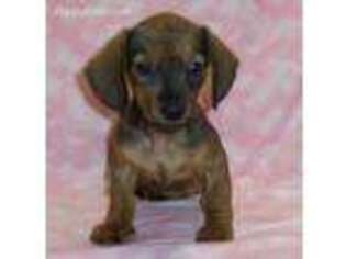 Dachshund Puppy for sale in Lamar, MO, USA