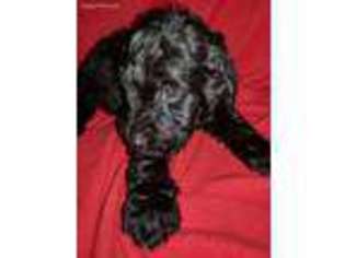 Goldendoodle Puppy for sale in Terre Haute, IN, USA