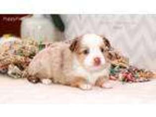 Miniature Australian Shepherd Puppy for sale in Edmond, OK, USA