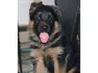 German Shepherd Dog Puppy for sale in Montevideo, MN, USA