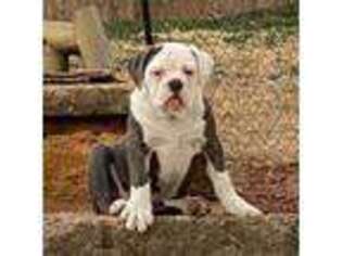 Olde English Bulldogge Puppy for sale in Ponca City, OK, USA