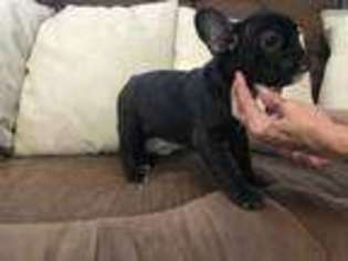 French Bulldog Puppy for sale in Cherryvale, KS, USA