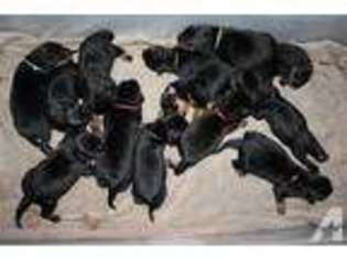 Rottweiler Puppy for sale in NEW ORLEANS, LA, USA