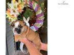 Bulldog Puppy for sale in Fayetteville, NC, USA