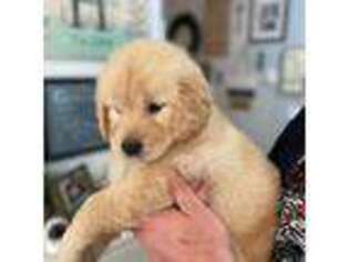 Golden Retriever Puppy for sale in Rainier, WA, USA