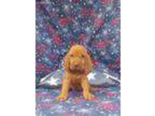 Bloodhound Puppy for sale in Aubrey, TX, USA