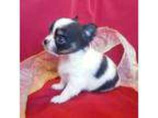 Chihuahua Puppy for sale in Monetta, SC, USA