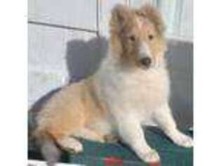 Collie Puppy for sale in Kiowa, CO, USA