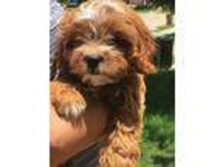 Cavapoo Puppy for sale in Prosper, TX, USA
