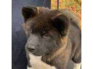 Akita Puppy for sale in Gainesville, GA, USA