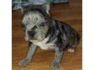Boston Terrier Puppy for sale in Knox, PA, USA