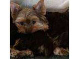 Yorkshire Terrier Puppy for sale in Fort Pierce, FL, USA