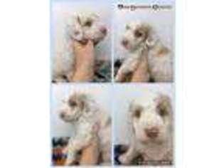 Goldendoodle Puppy for sale in Groveland, IL, USA