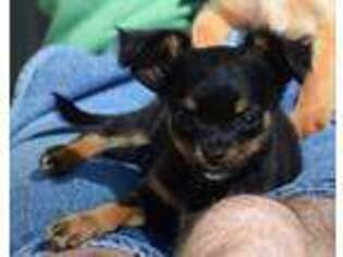Chihuahua Puppy for sale in Clinton, MO, USA