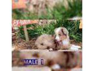 Miniature Australian Shepherd Puppy for sale in Burleson, TX, USA