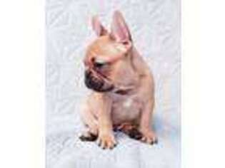 French Bulldog Puppy for sale in Fayetteville, NC, USA