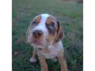 Catahoula Leopard Dog Puppy for sale in Georgetown, TX, USA