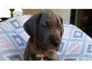 Great Dane Puppy for sale in Warren, OH, USA