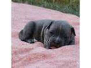 Mutt Puppy for sale in Swansea, SC, USA