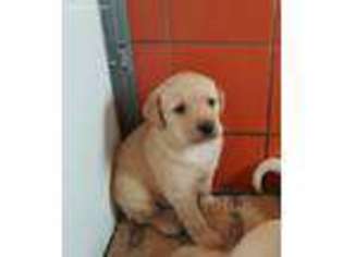 Labrador Retriever Puppy for sale in Julian, NC, USA