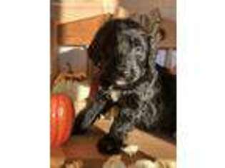 Mutt Puppy for sale in Plymouth, NH, USA