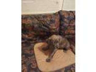Cane Corso Puppy for sale in Greensboro, NC, USA