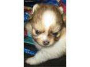 Pomeranian Puppy for sale in Middleburg, FL, USA