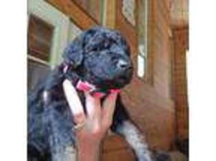 Doberman Pinscher Puppy for sale in Kelso, WA, USA