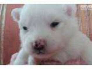 American Eskimo Dog Puppy for sale in Knoxville, TN, USA