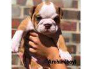 Bulldog Puppy for sale in Edmond, OK, USA